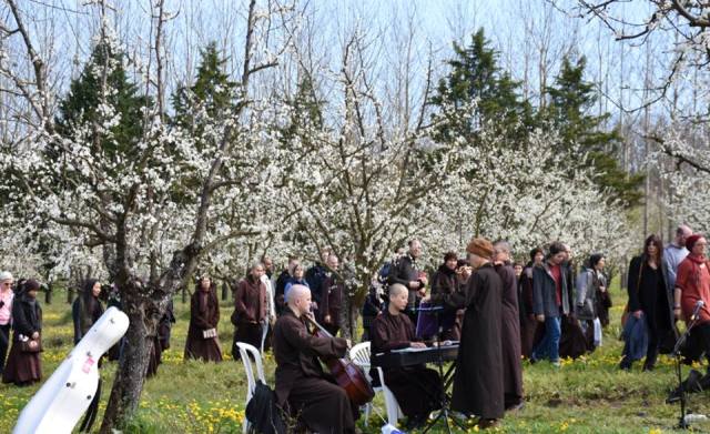 Pháp: Hội hoa mai ở Xóm Hạ - Làng Mai